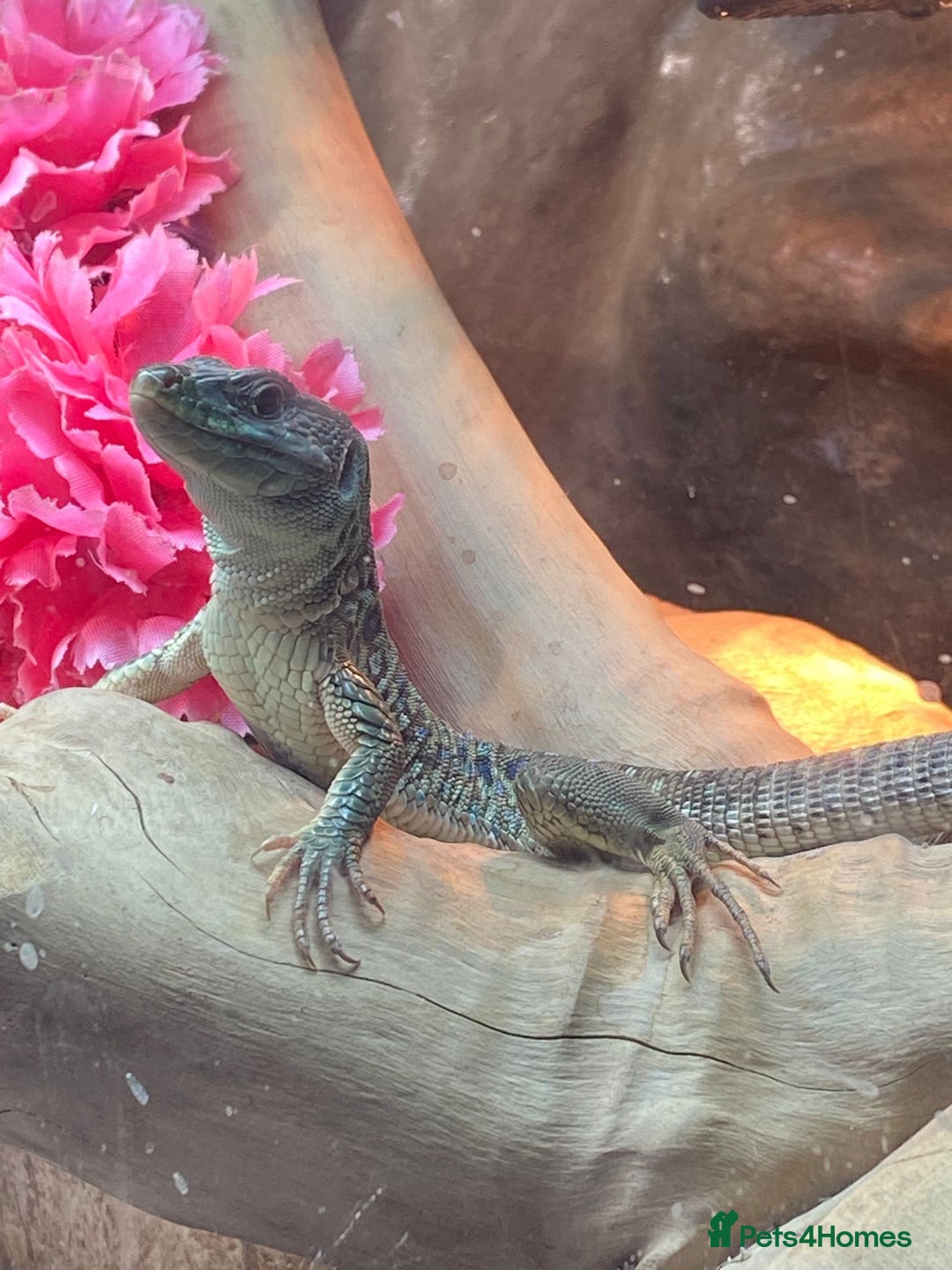 Lizard reptiles for sale: Jewelled Lizard  - Image 2