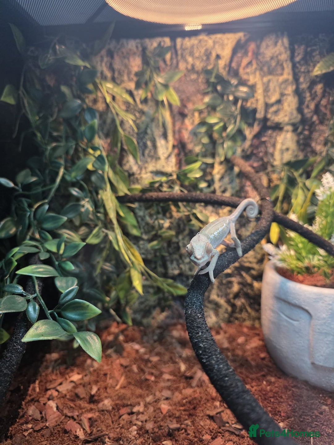 Chameleon reptiles for sale: Emperor scorpion & Baby Chameleon For Sale - Image 8