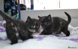 Domestic Shorthair cats for sale: 2 Male Long Hair Kittens - Image 1