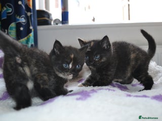 Domestic Shorthair cats - Advert 14