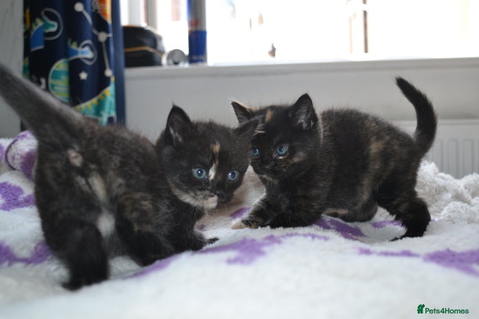 Domestic Shorthair cats - Advert 8