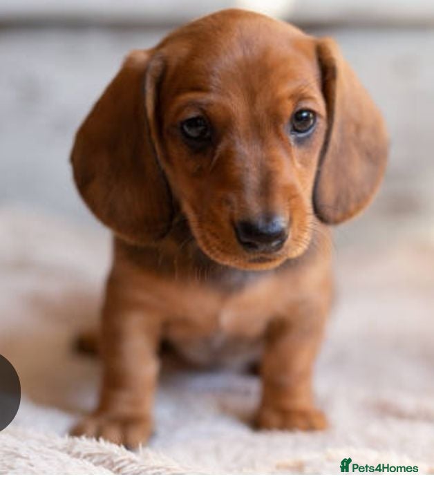 Dachshund dogs  SLINNKY, Our Playful miniature Dachshound pups  - Advert 1