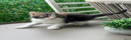 Mixed Breed cats for sale: Beautiful Ragdoll x Calico female kittens  - Advert 2