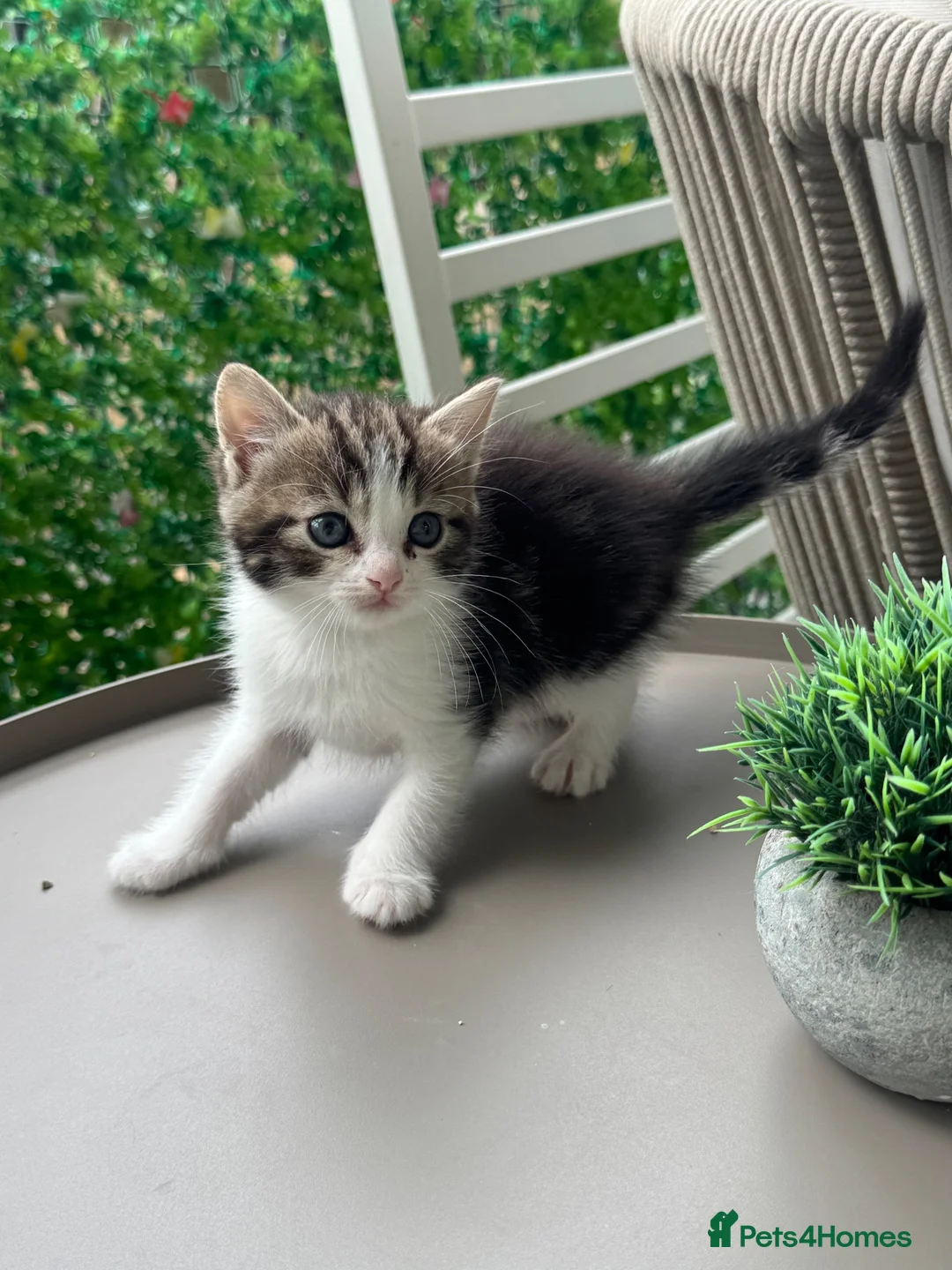 Mixed Breed cats for sale: Beautiful Ragdoll x Calico female kittens  - Advert 2