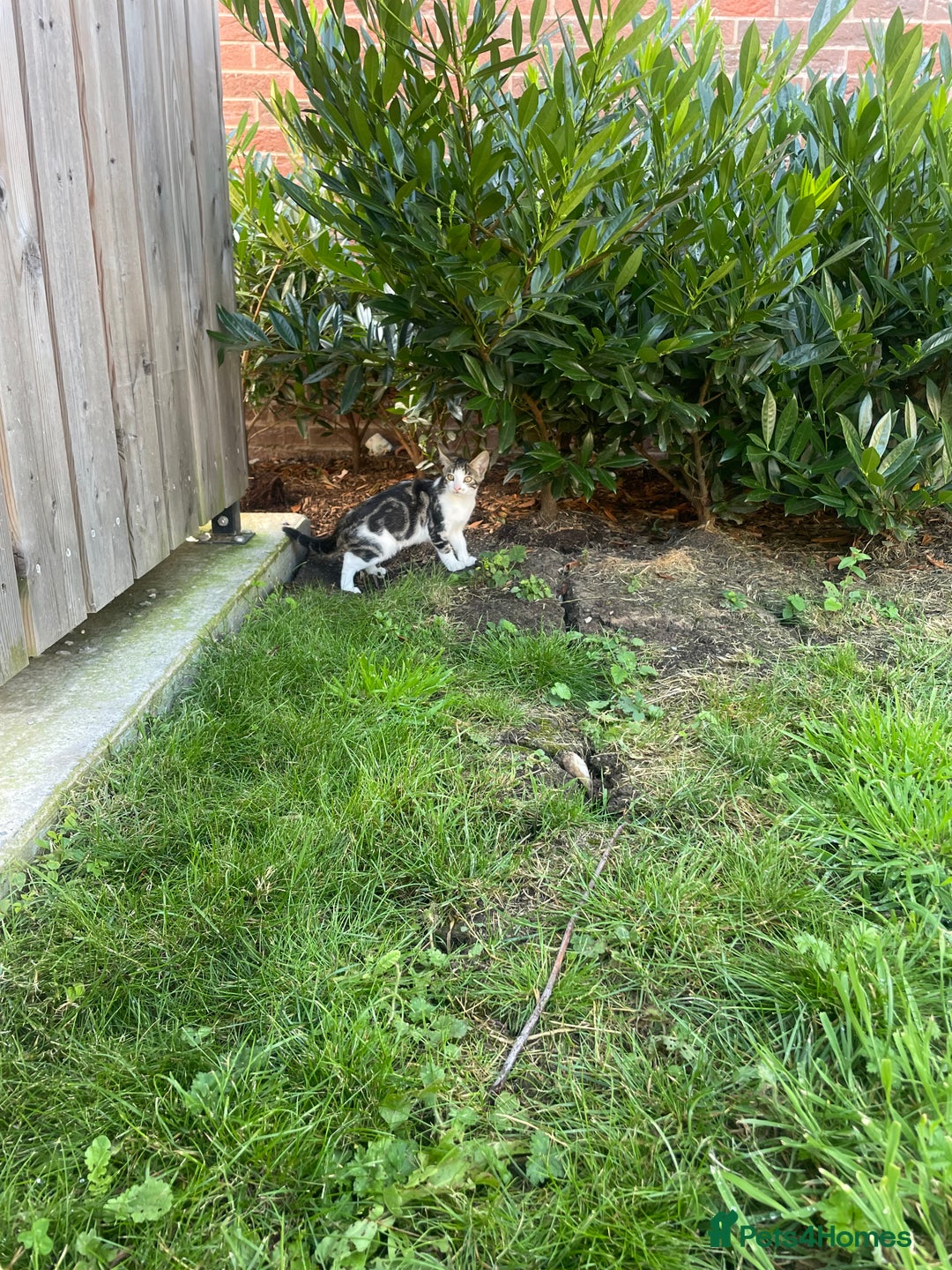 Bengal cats for sale: Gorgeous Half Bengal Female - Image 6