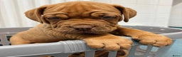Dogue De Bordeaux dogs for sale: Perfect Dogue de Bordeaux puppies for sale. - Advert 1