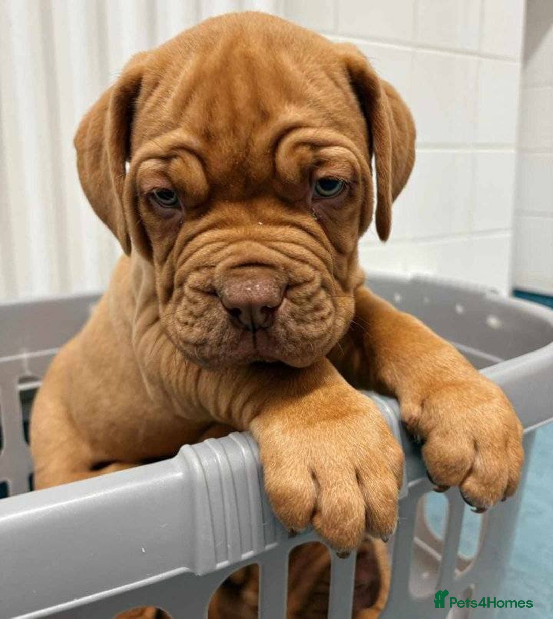 Dogue De Bordeaux dogs for sale: Perfect Dogue de Bordeaux puppies for sale. - Advert 1