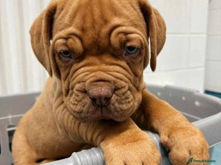 Dogue De Bordeaux dogs Perfect Dogue de Bordeaux puppies for sale. - Advert 3