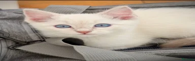 Ragdoll 1