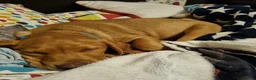 Labrador Retriever dogs for stud: FOR STUD - DAVE ❤️  in Mansfield - Advert 8