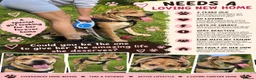 Mixed Breed dogs for sale: (Free) 2 mastiff breed dogs for rehoming  - Advert 1