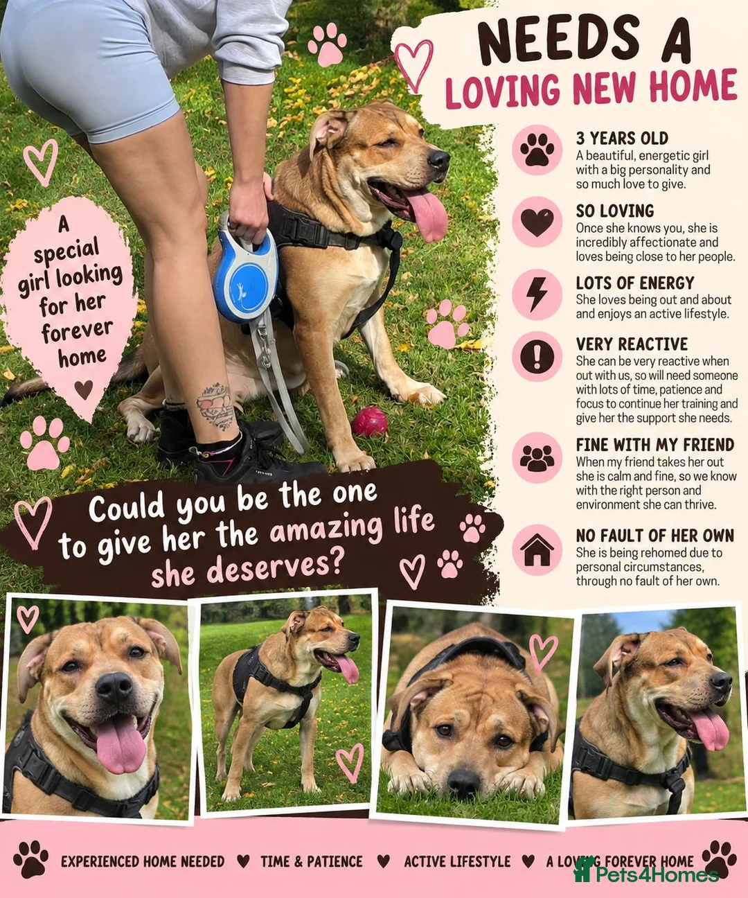 Mixed Breed dogs for sale: (Free) 2 mastiff breed dogs for rehoming  - Advert 1