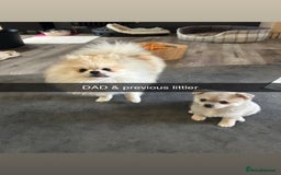 Chihuahua dogs for sale: READY NOW chihuahua x Pom puppies  - Image 33