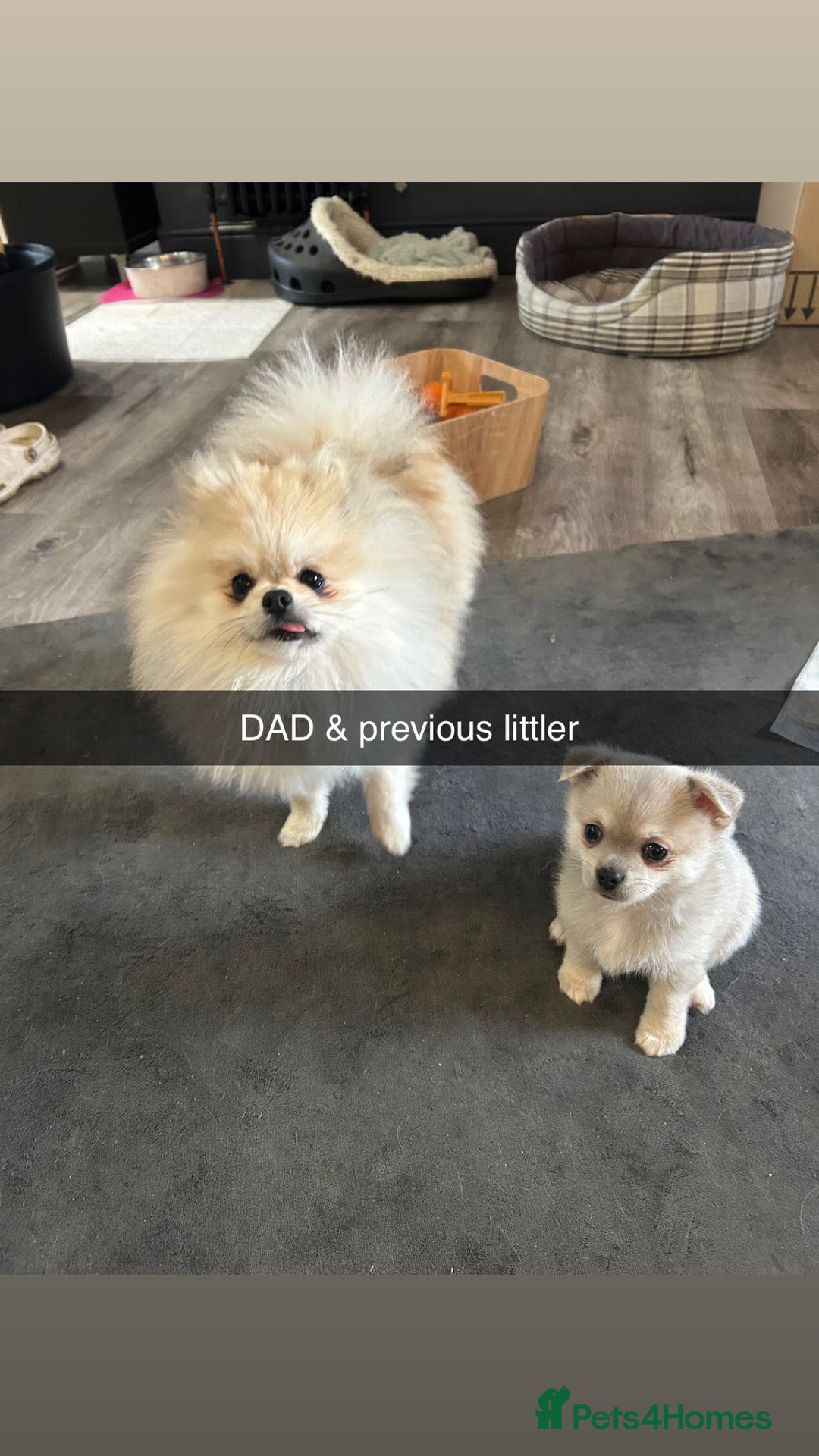 Chihuahua dogs for sale: READY NOW chihuahua x Pom puppies  - Image 33