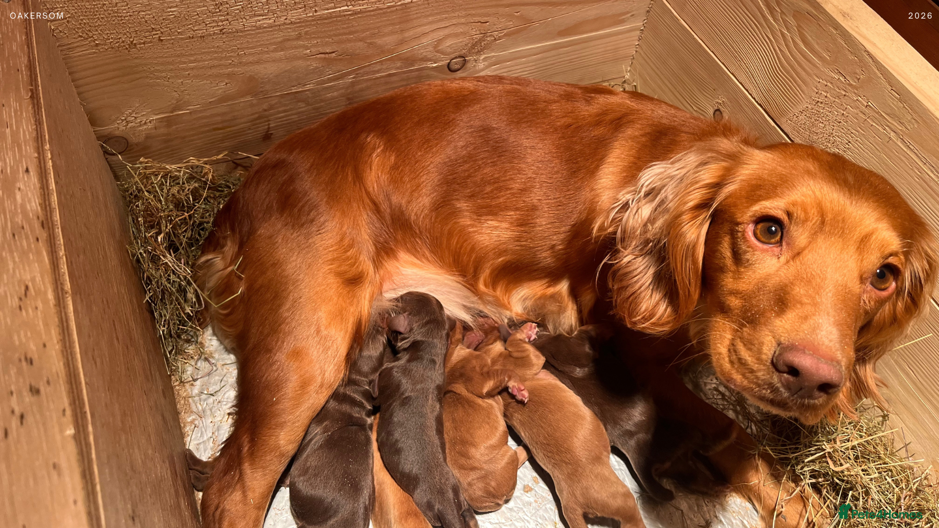 Cocker Spaniel dogs Quality KC Working Cocker Spaniel Puppies - Advert 15