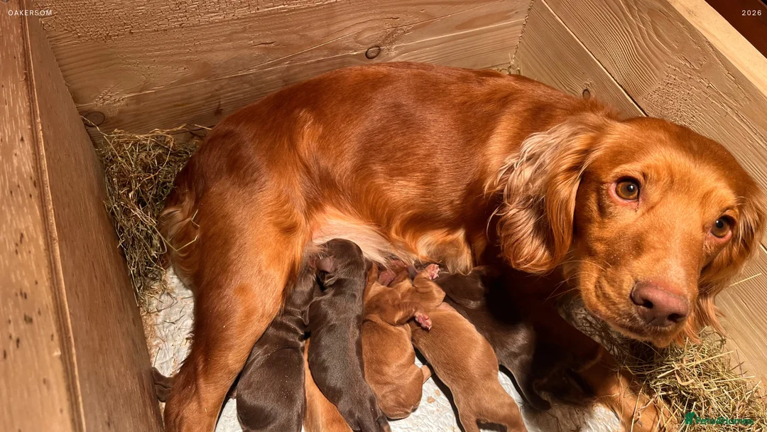 Cocker Spaniel dogs for sale: Quality KC Working Cocker Spaniel Puppies - Advert 1