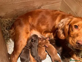 Cocker Spaniel dogs Quality KC Working Cocker Spaniel Puppies - Advert 15