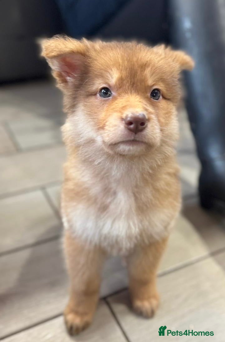 German Shepherd dogs Extensively Health Tested Puppies 🐾 - Advert 5