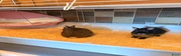 Dwarf Lop rabbits for sale: 2x mini little boy bunnies free to a new home 🏠  - Advert 7