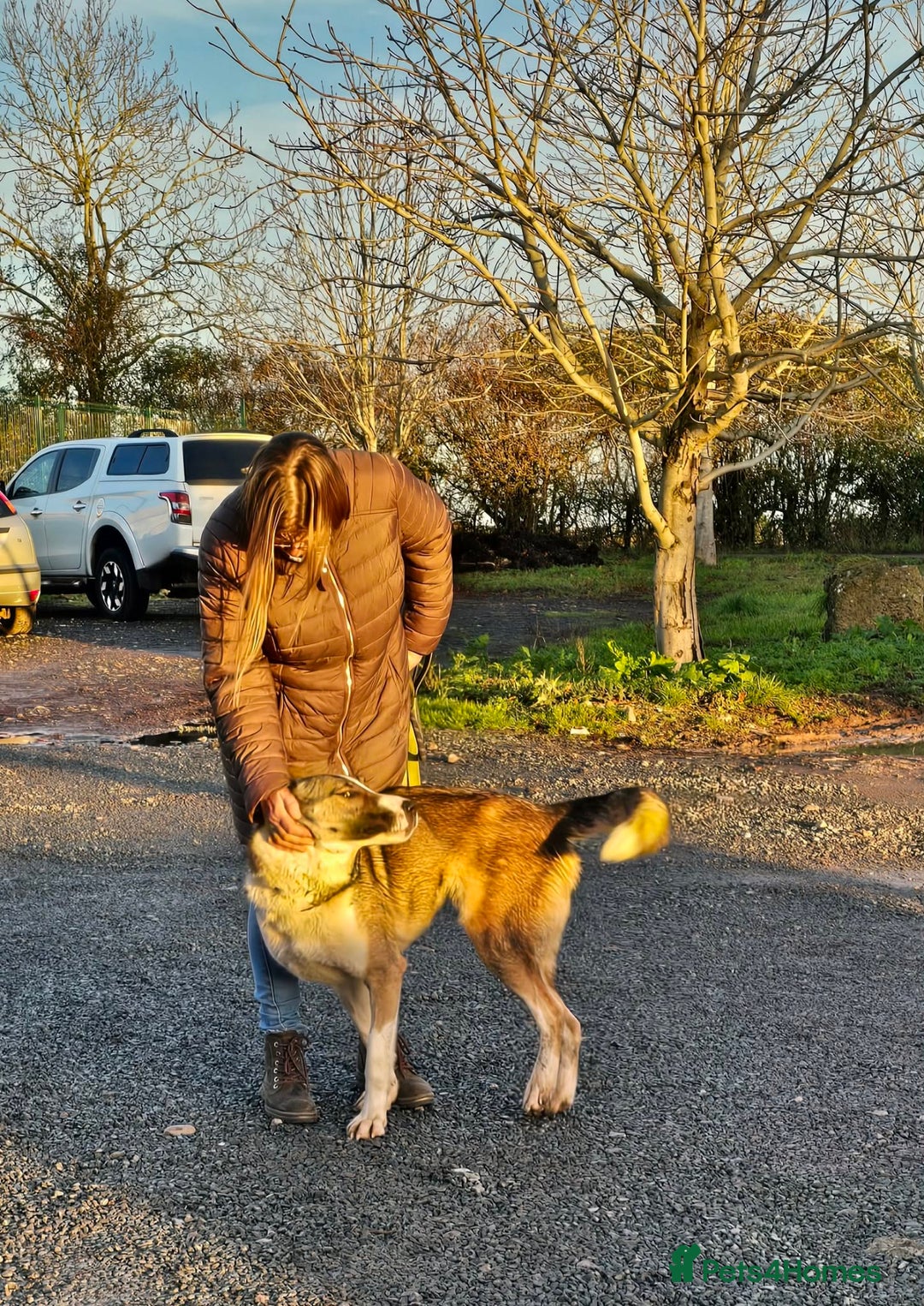 Mixed Breed dogs for adoption: BLANCA - Advert 3