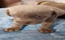 Labrador Retriever dogs for sale: Adorable Silver Labrador Puppies  - Image 19