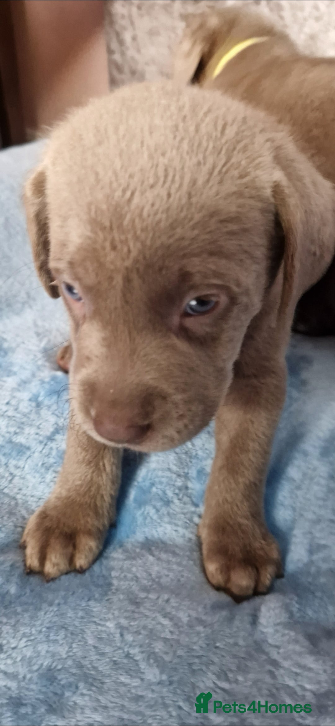 Labrador Retriever dogs for sale: Adorable Silver Labrador Puppies  - Image 19