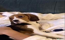 Beaglier dogs for sale: Daisy - Advert 3