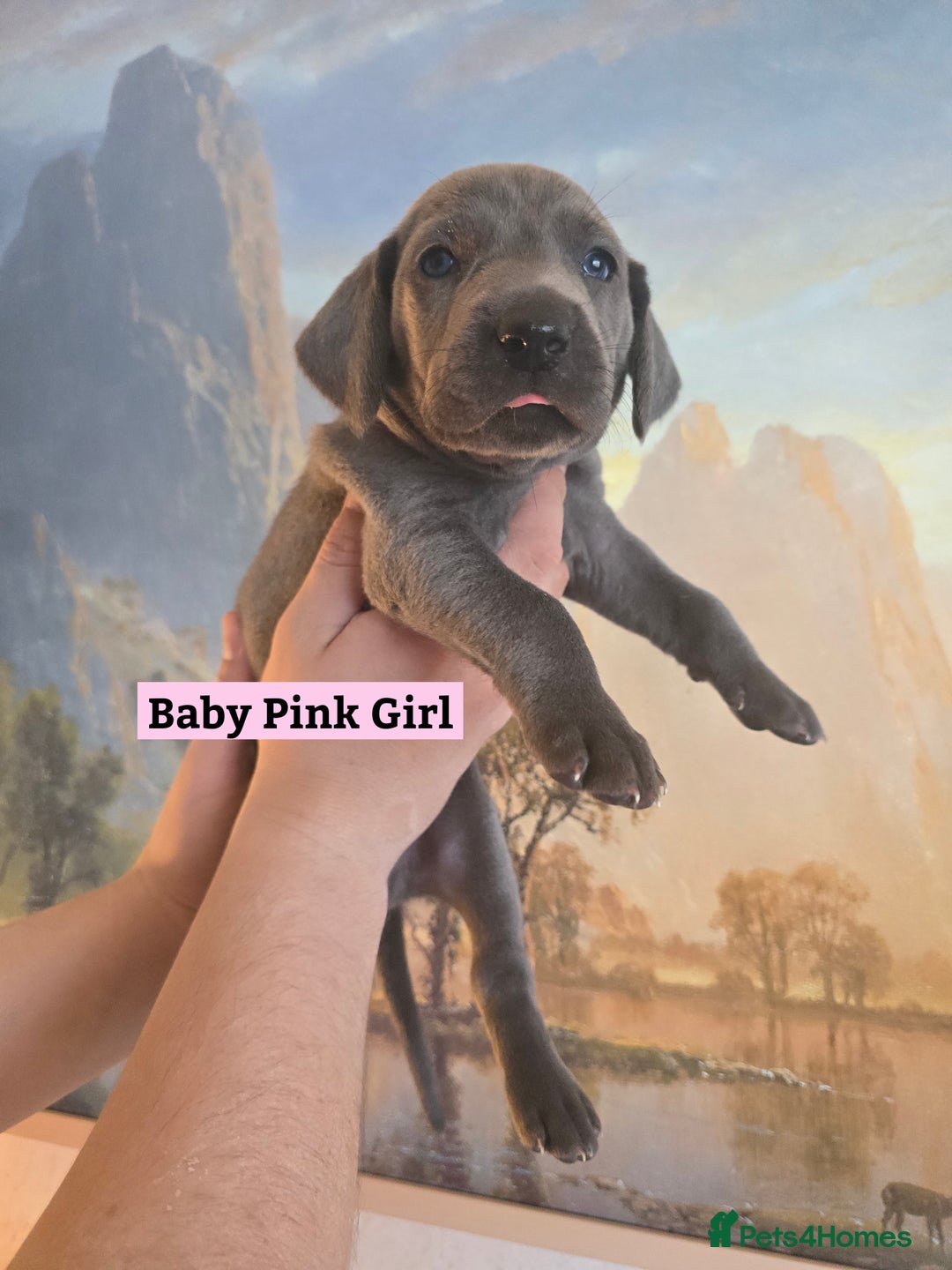 Weimaraner dogs for sale: *2 LEFT *BEAUTIFUL KC WEIM PUPS 2ND/FINAL LITTER  - Advert 13