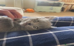 Russian Blue cats for sale: Gorgeous Russian blue/British Shorthair kittens - Advert 9