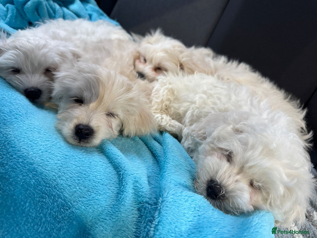 Mixed Breed dogs for sale: Maltese / Bichon Frise Puppies - Advert 3