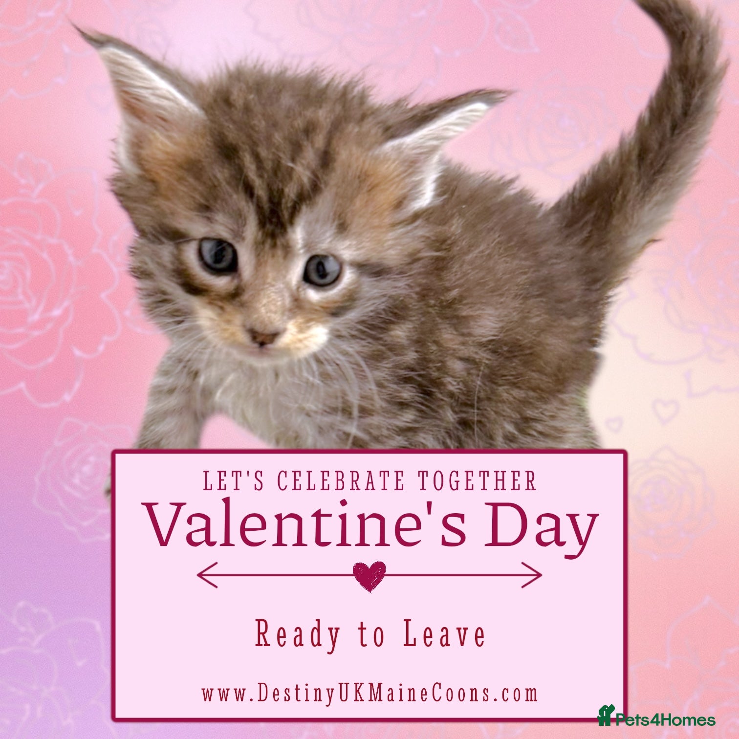 Maine Coon cats H Litter ready for Valentines Week - Advert 1