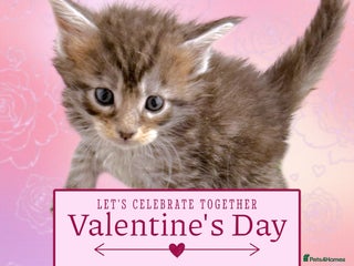 Maine Coon cats H Litter ready for Valentines Week - Advert 1