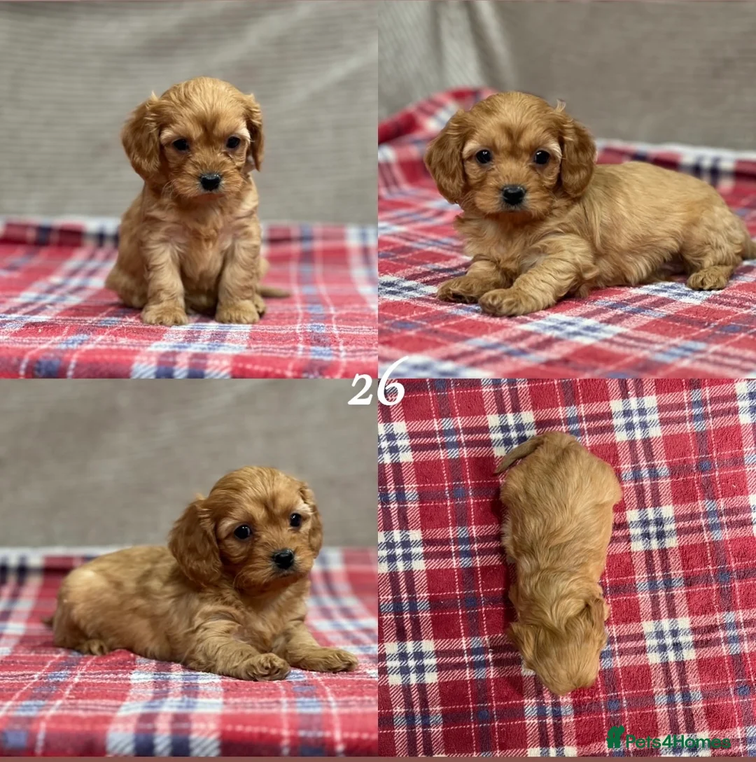 Cavapoochon dogs for sale: BEAUTIFUL CAVAPOOCHON PUPPIES - Advert 21