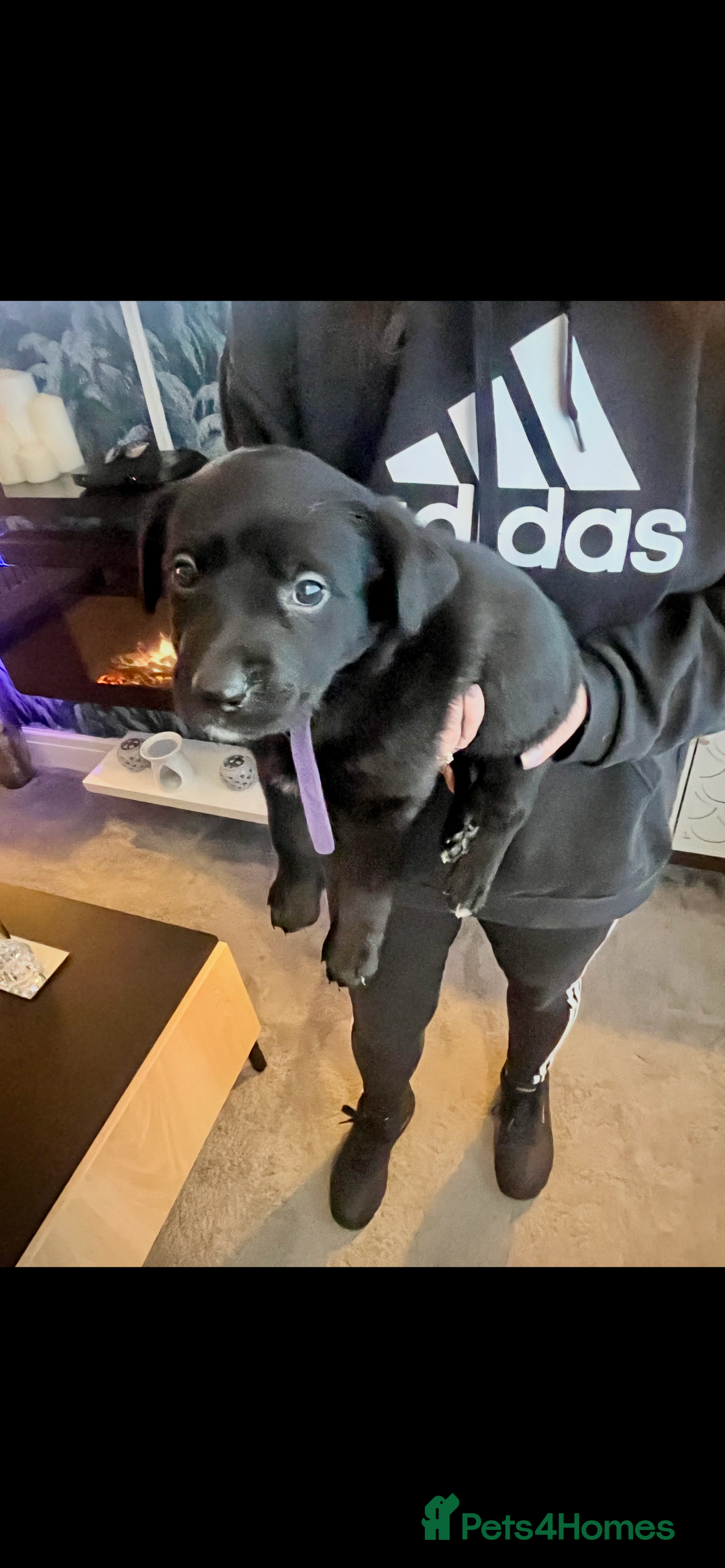 Mixed Breed dogs for sale: Belgian Shepherd x Goldador Puppies  - Advert 3