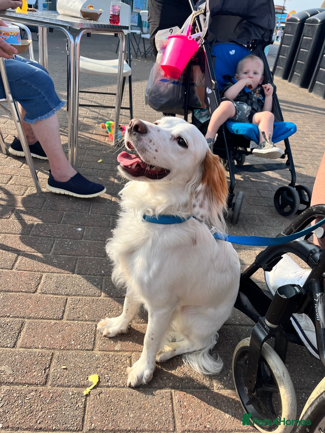 Cocker Spaniel dogs for sale: 1 year old cocker spaniel for sale - Image 2