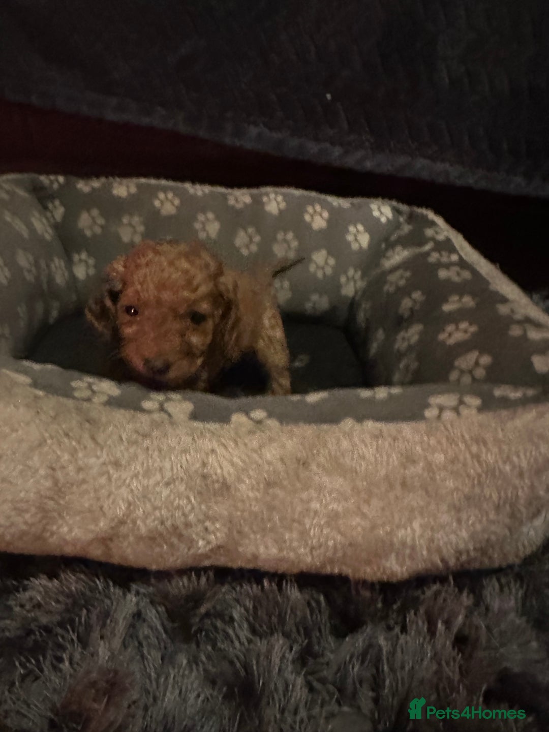 Cockapoo dogs for sale: F3 cockapoo puppies  - Advert 7