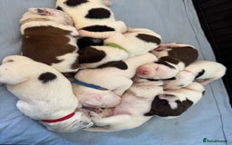 Mixed Breed dogs for sale: Litter of 9 healthy pups  - Image 2