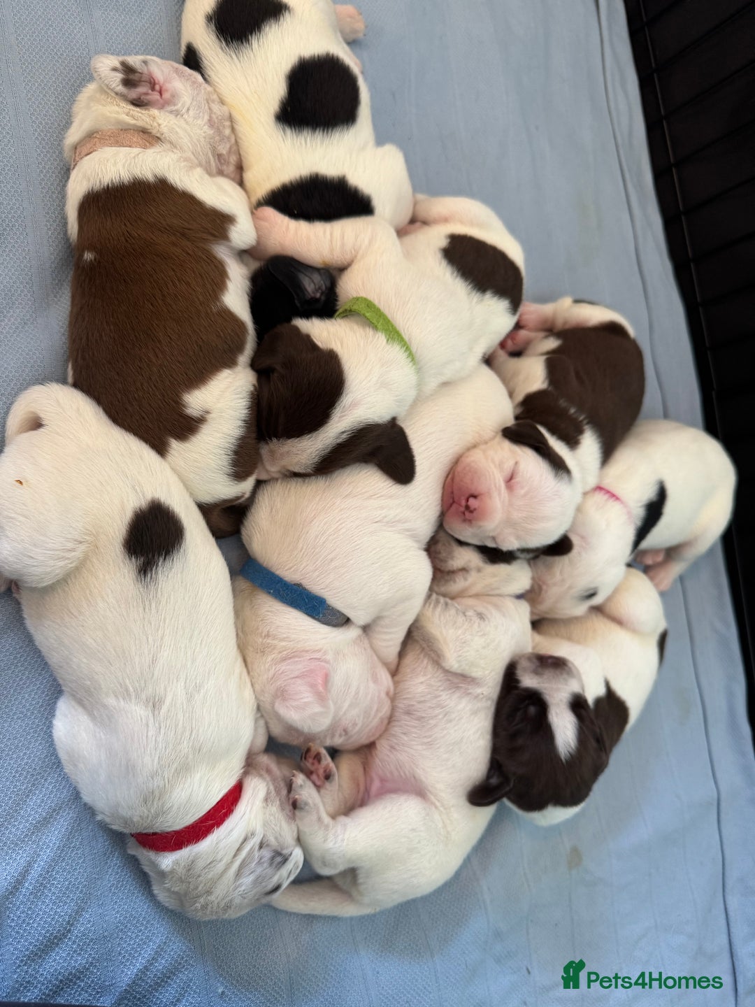 Mixed Breed dogs for sale: Litter of 9 healthy pups  - Image 2