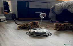 Bengal cats for sale: Stunning 5 Generations Pedigree kittens in London - Image 18