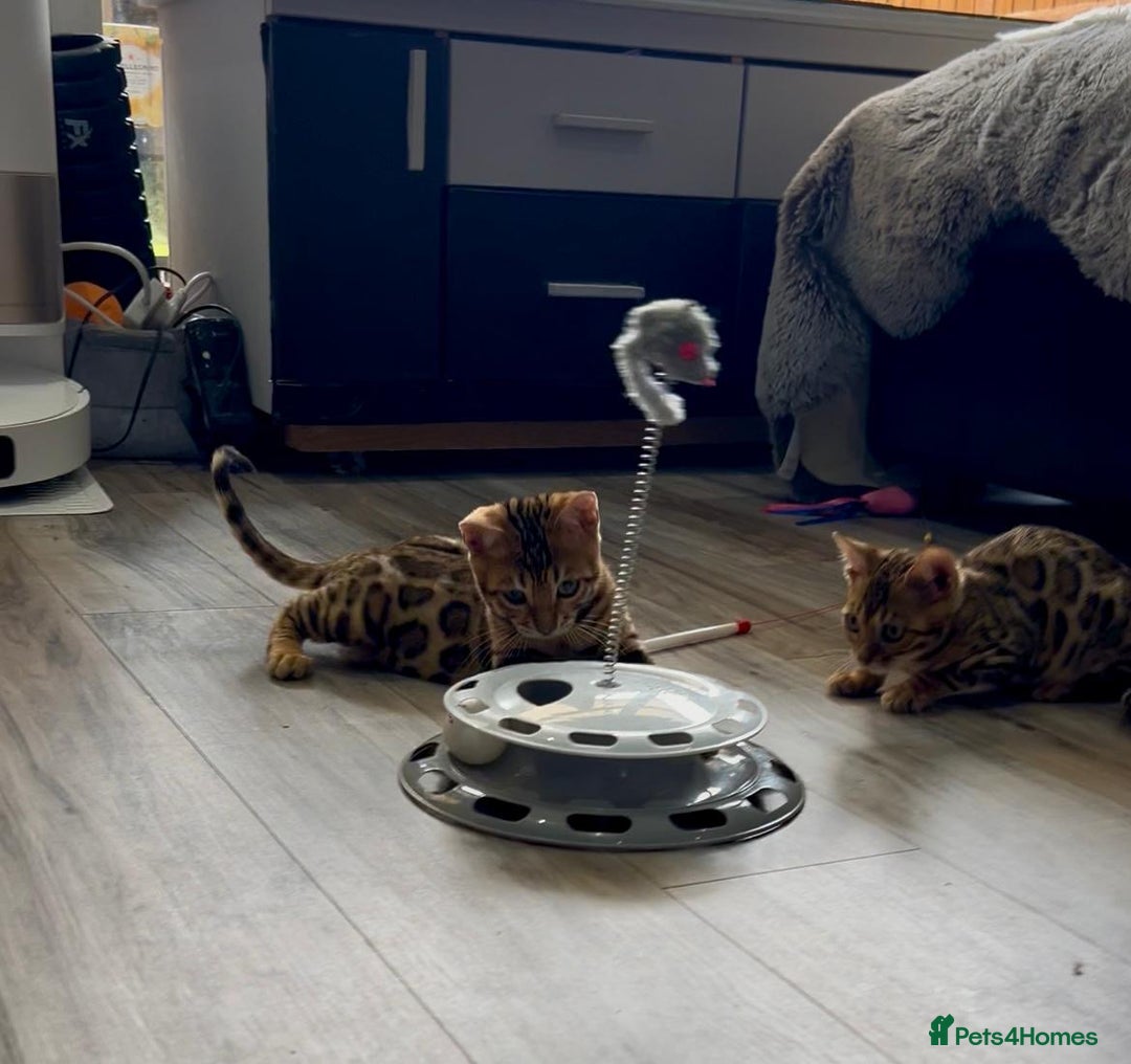 Bengal cats for sale: Stunning 5 Generations Pedigree kittens in London - Image 18