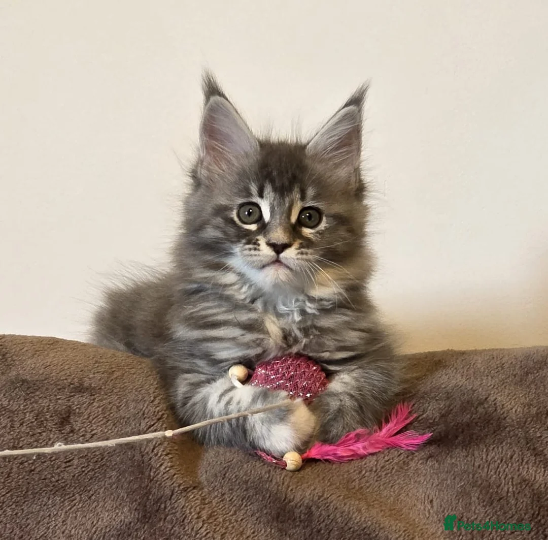 Maine Coon cats for sale: BEAUTIFUL MAINE COON KITTENS - Advert 8
