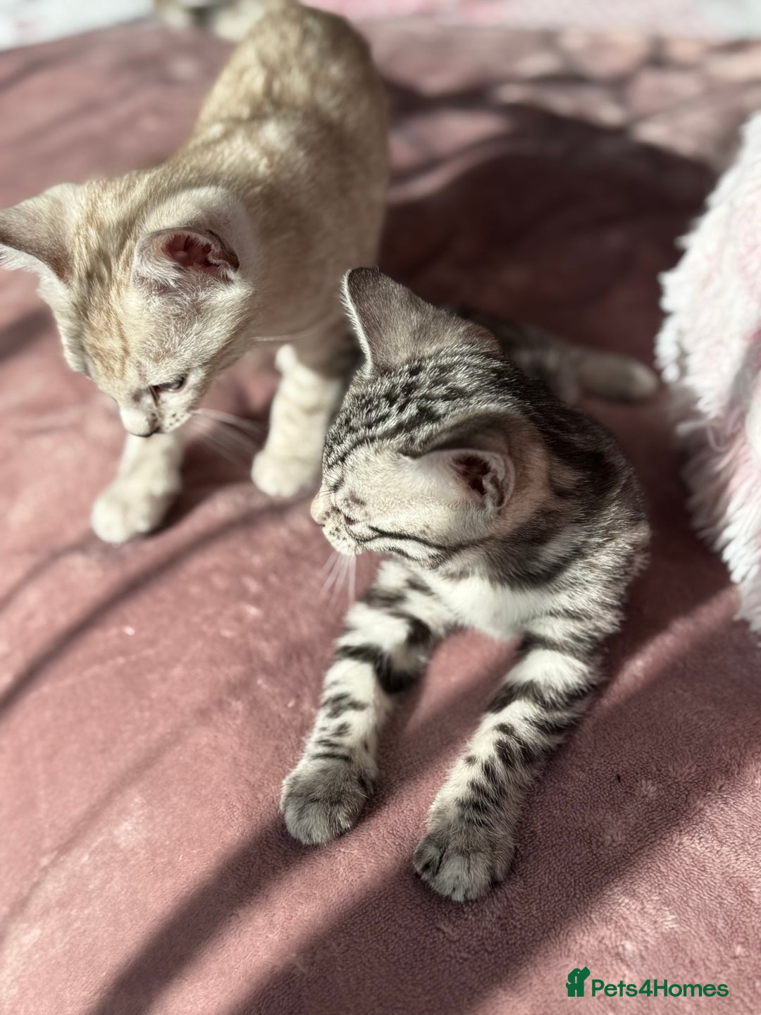 Bengal cats for sale: ⭐️Divine silver black spotted tabby bengal ⭐️ - Advert 26