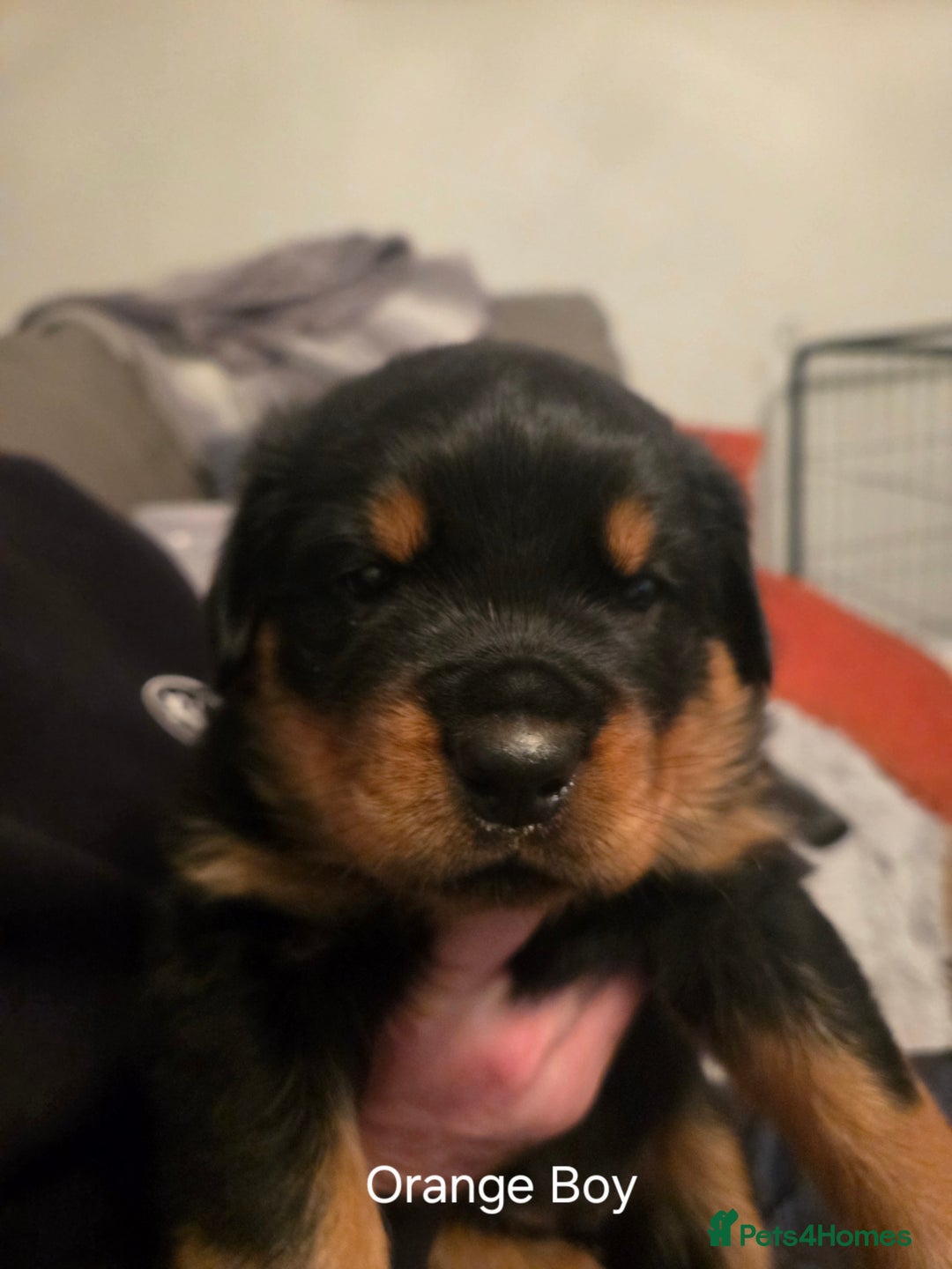 Rottweiler dogs for sale: ***Ready Now*** KC Registered Rottweiler Puppies - Advert 28
