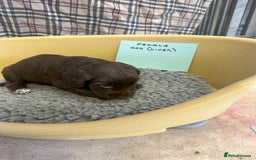 Cocker Spaniel dogs for sale: Two cocker spaniel litters - Image 11