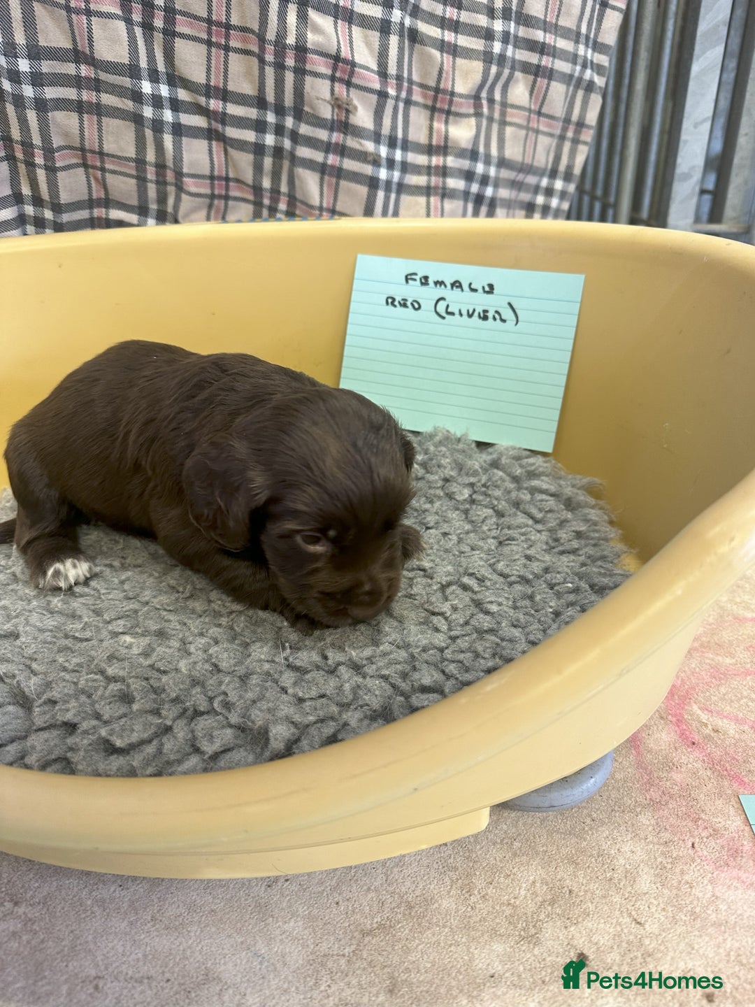 Cocker Spaniel dogs for sale: Two cocker spaniel litters - Image 11