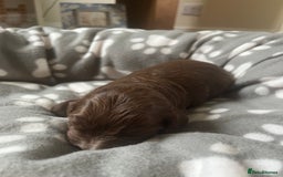 Cocker Spaniel dogs for sale: Merle Cocker Spaniel puppies 💖✨ - Image 3
