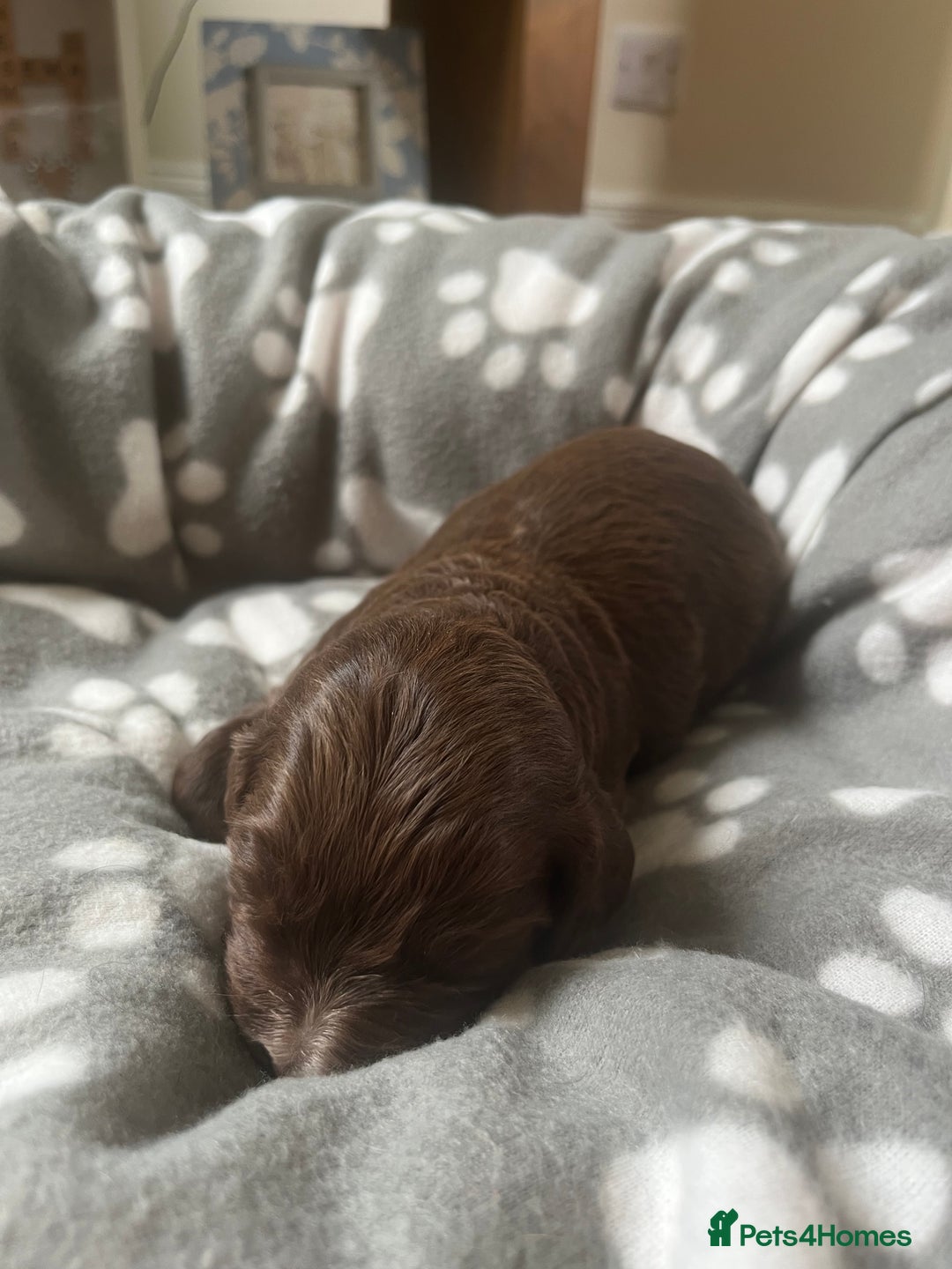 Cocker Spaniel dogs for sale: Merle Cocker Spaniel puppies 💖✨ - Image 3