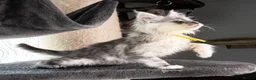 Maine Coon cats for sale: STUNNING PEDIGREE MAINE COON KITTENS - Advert 5
