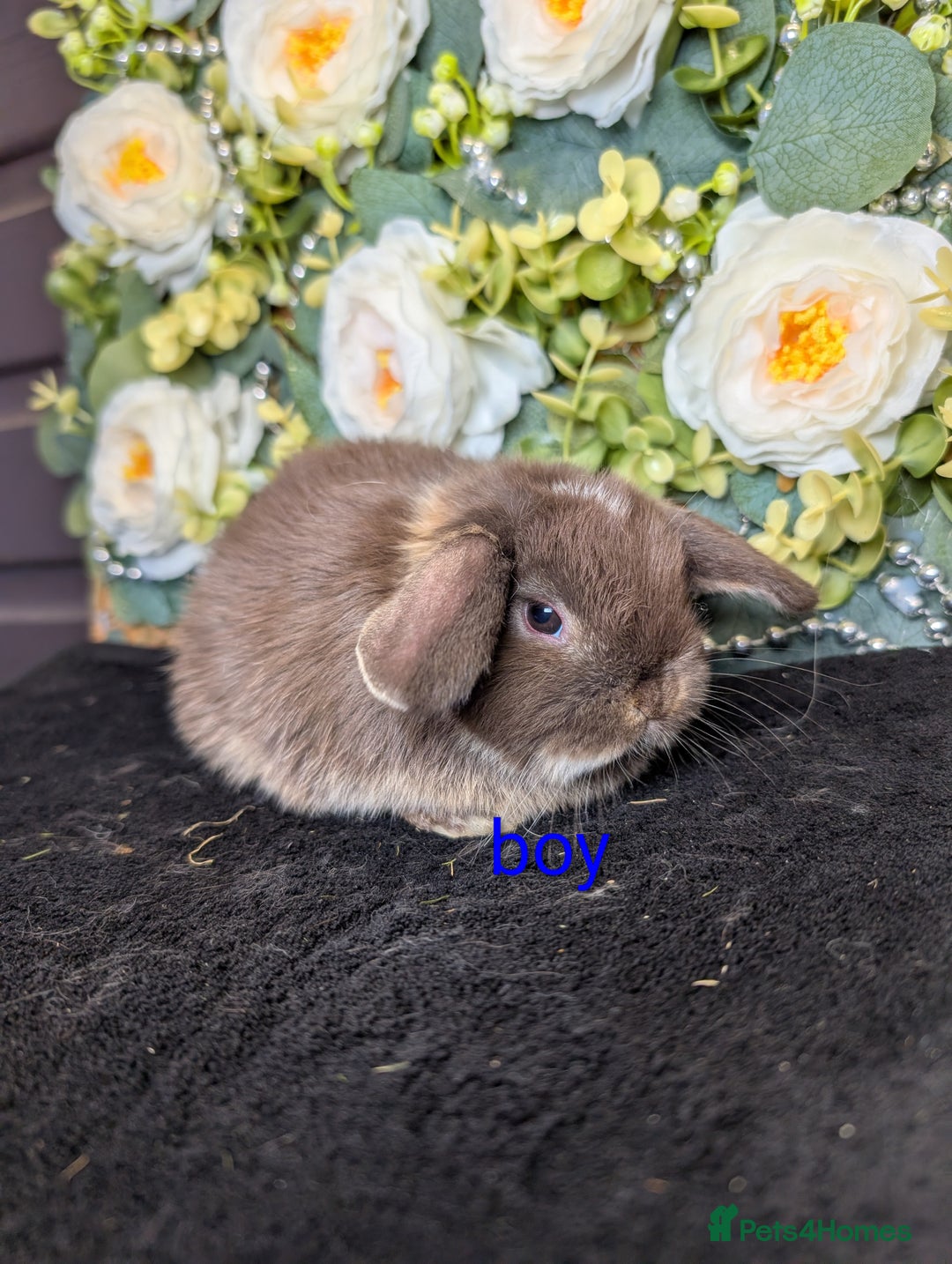 Mini Lop rabbits for sale: ❤️Stunning mini lop babies❤️ - Advert 16