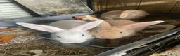 Mini Lop rabbits for sale: X3 Mini Lop Bunnies - Advert 11